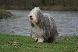 BEARDED COLLIE 293